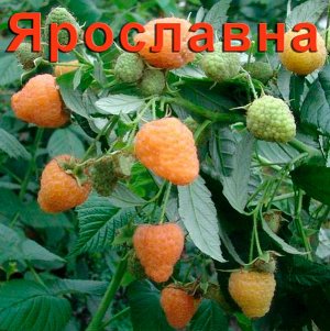 Малина "Ярославна"