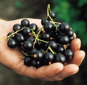 Смородина чёрная десертная "Изюмная"