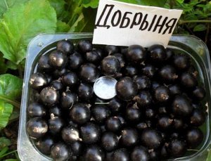 Смородина чёрная десертная "Добрыня"