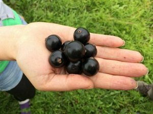 Смородина чёрная десертная "Черешнёвая"