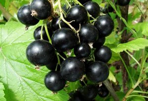 Смородина чёрная десертная "Клуссоновская"