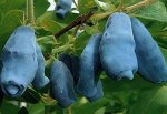 Жимолость Капля