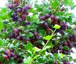 Крыжовник Чёрный финик