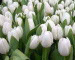 Тюльпан ALBATROS белый