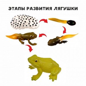 СИМА-ЛЕНД Обучающий набор «Этапы развития лягушки» 5 фигурок