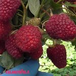 Самохвал (Ремонтант)