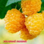 Желтый гигант (Ремонтант) Р13 Годовалые