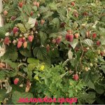 Малиновая гряда (Ремонтант)Новинка