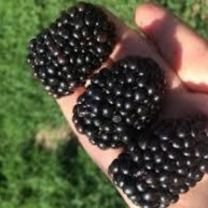 Прайм арк Фридом (Сорт гигант