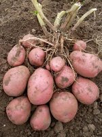 Картофель Беллароза, 2 кг, ранний сорт