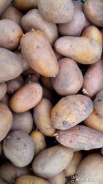 Картофель Лили, 2 кг, средне ранний сорт