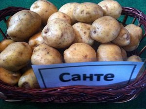 Картофель Санте, 10 кг, средне ранний сорт