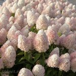 МЭДЖИКАЛ СВИТ САММЕР (MAGICAL SWEET SUMMER)