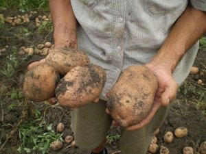 Картофель Посейдон, 3 кг, средне спелый сорт