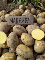 Картофель Майдера, 5 кг, средне спелый сорт