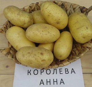 Картофель Королева Анна, 10 кг, средне спелый сорт