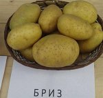 Картофель Бриз, 2 кг, средне ранний сорт