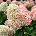 САММЕР ЛАВ(SUMMER LОVE