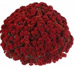 1.Хризантема Cherry Red, укорененные черенки