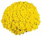 Хризантема Cruise Yellow, укорененные черенки