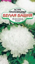 Цветы. Астры