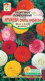 Кружево, смесь окрасок георгина помпон 0,1гр (ссс)