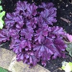 ФРОСТЕД ВАЙОЛЕТ(FROSTED VIOLET)