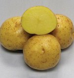 Картофель Коломба среднеранний, желтый 1м/ Заречное