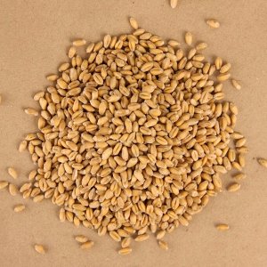 Пшеница отборная для проращивания, 500 г