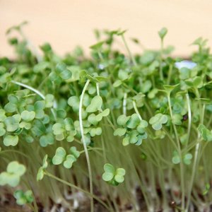 Брокколи рааб / рапини семена микрозелени, 100 г