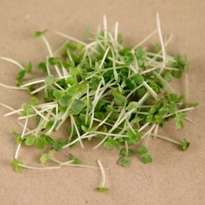 Рукола семена микрозелени, 100 г
