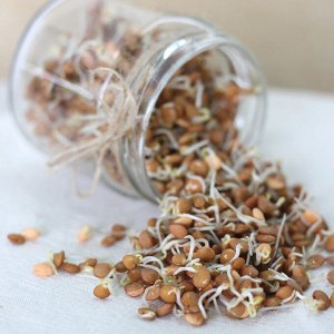 Чечевица красная для проращивания, 500г