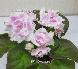 ЕК - Оленька