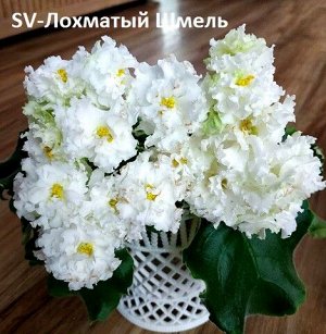 SV-Лохматый Шмель