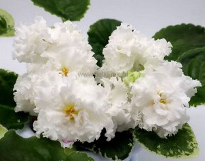SV-Лохматый Шмель