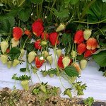 15Клубника &quot;Klodia&quot; (Клодия)НОВИНКА ОЧЕНЬ РАННИЙ