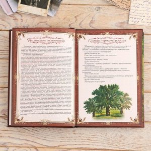 Родословная книга в шкатулке «Древо семьи», 56 листов, 20 х 26 см