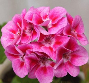 Пеларгония зональная Flowers Fairy Rose