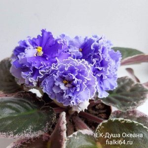 ЕК - Душа Океана