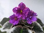 НД  - Фант