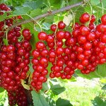 Смородина красная традиционные сорта Уральский Сувенир