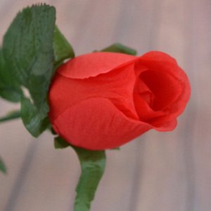 Роза Высота около 65 см. Красивая круная роза.