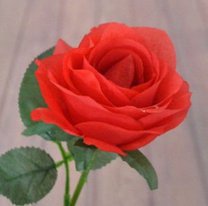 Роза Высота около 65 см. Красивая круная роза.