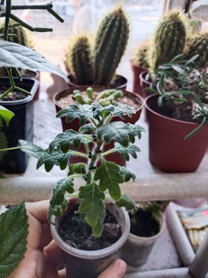 Плектрантус дуболистный (Plectranthus venteri)