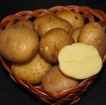 Семенной картофель &quot;Санте&quot;, 3 кг