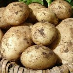 Семенной картофель &quot;Санте&quot;, 5 кг