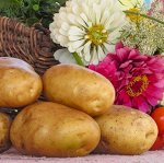 Семенной картофель &quot;Санте&quot;, 2кг