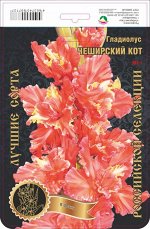 Гладиолус Чеширский Кот 593,Фотин 1 р-р 7шт (Ф)