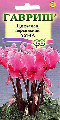 Цикламен Луна персидский* 3 шт. DH