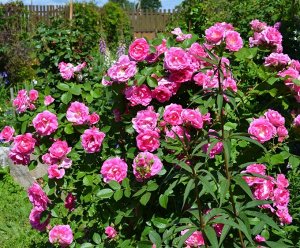 Розовый Morden Centennial - одна из лучших канадских роз. Цветки бледно-малиновые, выгорают до ярко-розовых, махровые. Появляются по одному или в кистях до 15 шт (обычно 3-7), затем следуют красивые к